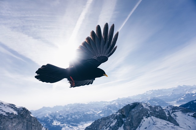 空を自由に翔ける鷹